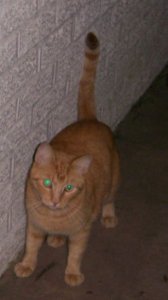 garfieldface.jpg