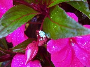 ring in flower 2 p.JPG