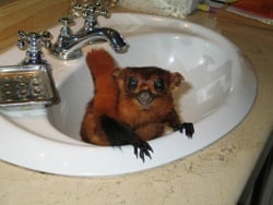 TinkerBell pees in the basin.jpg