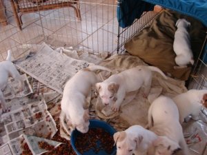 sumbwalkpups3.jpg