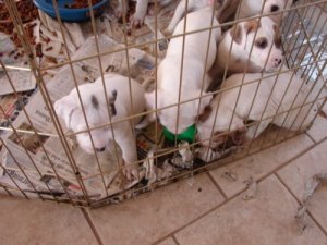 sumbwalkpups6.jpg