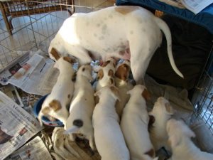 sumbwalkpups8.jpg