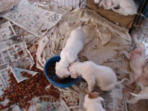 sumbwalkpups1.jpg