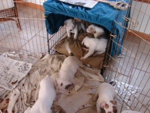 sumbwalkpups2.jpg