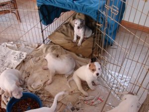 sumbwalkpups4.jpg