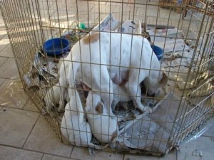 sumbwalkpups7.jpg
