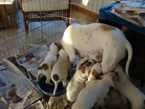 sumbwalkpups9.jpg