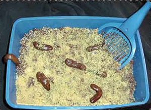 kitty_litter_cake.jpg