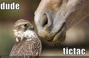 lolbirdsdudetictac.jpg