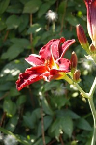 Gailey day lily 01.jpg