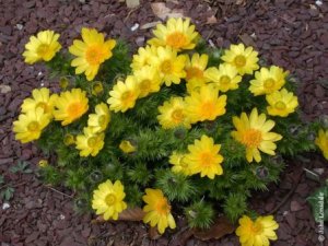 Adonis vernalis.jpg