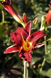 Gailey day lily 03.jpg