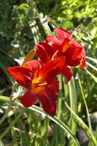 Gailey day lily 04.jpg