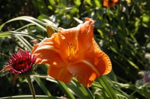 Gailey day lily 05.jpg