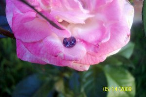 spinel_006.jpg