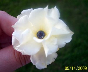 spinel_007.jpg