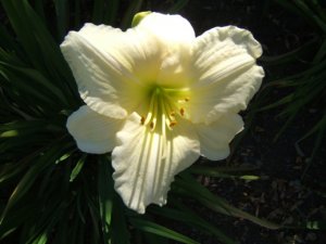 Day Lily Joan Senior.jpg