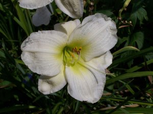 Day lily Gentle Shepherd.jpg