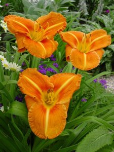 Day lily Tuscawilla Tigress.jpg