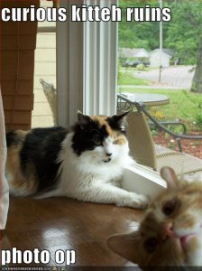 lolcatscuriouskittehruinsphotoop.jpg