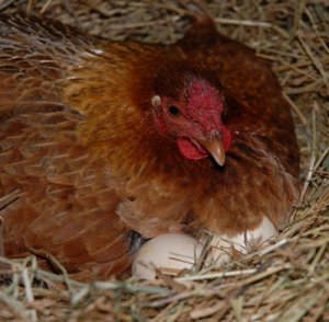 Chicken_On_Nest.jpg
