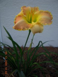 Picture 516.jpg