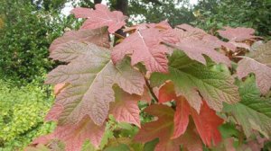 An oak leaf hydrangea at Wisley.jpg