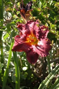 Gailey day lily 02.jpg