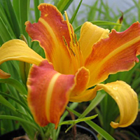 Day lily Franz Hals.jpg