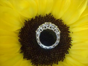 sunflowerprofile01777.JPG