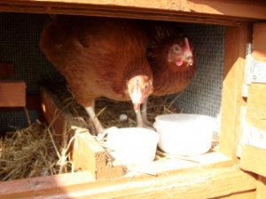 Eggwatch1.jpg