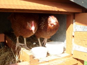 eggwatch...jpg