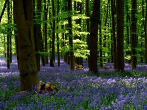 English Bluebell Wood.jpg