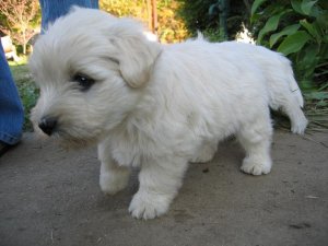 molly11.JPG