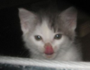new-kitty_yummy.jpg