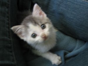 new-kitty_looking-up.jpg
