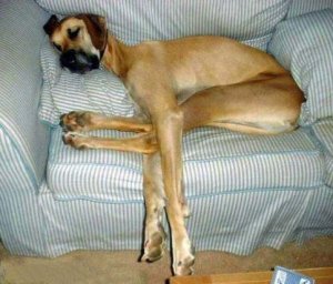 weneedabiggersofa.JPG