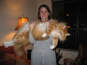 tigercatcurls.JPG
