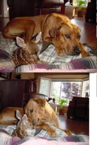 dogsdeerandflannel.JPG