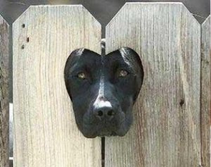 haveaheartdog.JPG