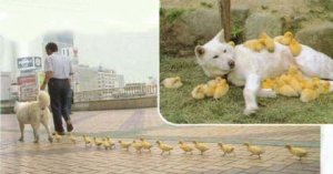 dogsandducks.JPG