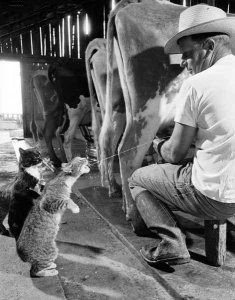 bandwgotmilkwithcats.JPG