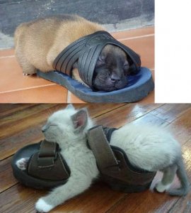 shoesareforsleeping.JPG
