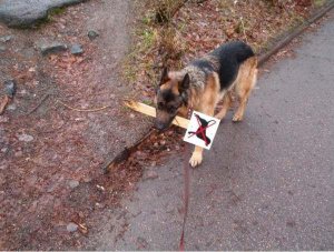 polticalpup.JPG