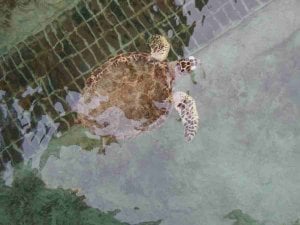 Turtle Rehab at Madinat Jumeirah Resort.jpg