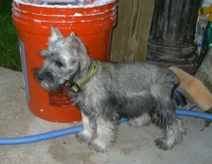 ellie_bucket.jpg