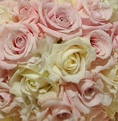 pink and cream.jpg