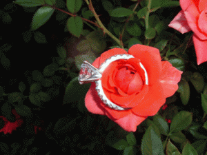 redroses.gif