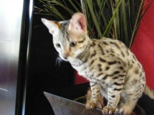 pounce400.jpg