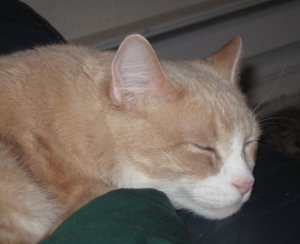 Gypsy MittyLove.JPG